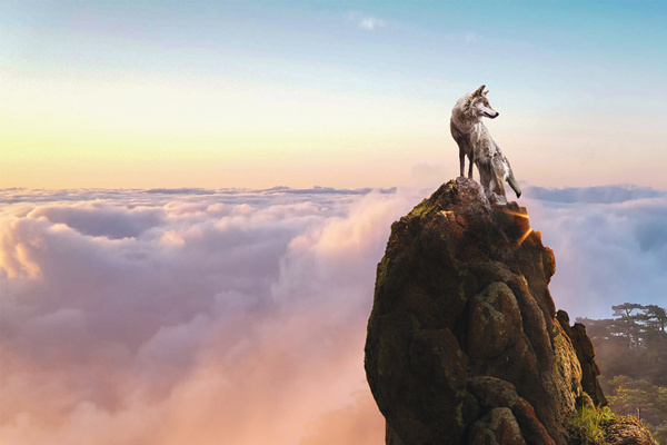 新時(shí)代的狼性精神！