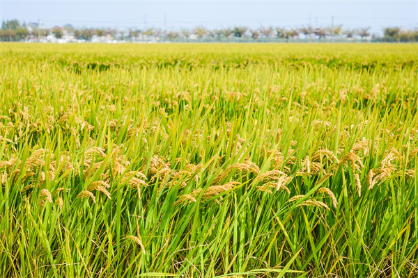 制造業(yè)分析：再這樣熱下去，全球的早餐都“懸了”