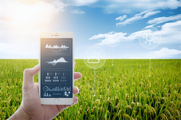 溫州種出2.1米高巨型水稻，精益生產(chǎn)怎么看？