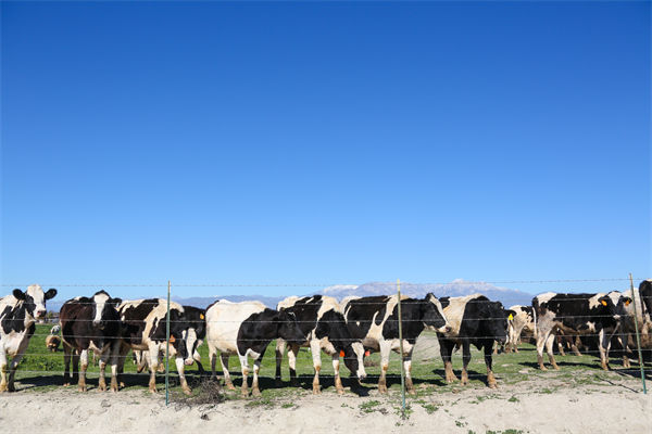 常溫純牛奶中禁止添加復(fù)原乳，集成供應(yīng)鏈怎么看？