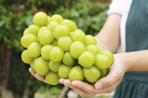 營銷管理咨詢分析：陽光玫瑰因何跌成“地板價”？